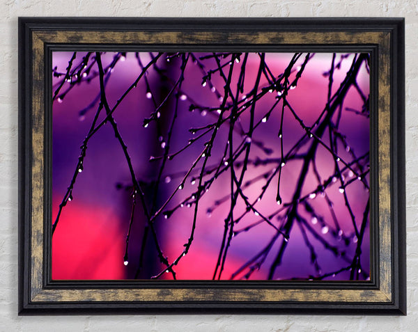 Wet Twigs Framed Print