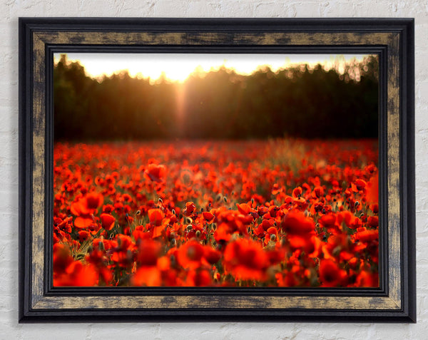 Poppies Meadow Framed Print