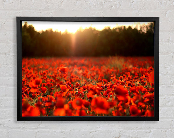 Poppies Meadow Framed Print
