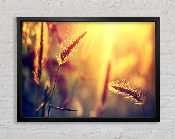 Summer Wheat Field In Golden Light Framed Print
