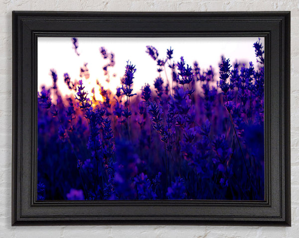 Lavender Field And Sunset Framed Print