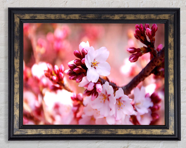 Cherry Blossom Buds Framed Print