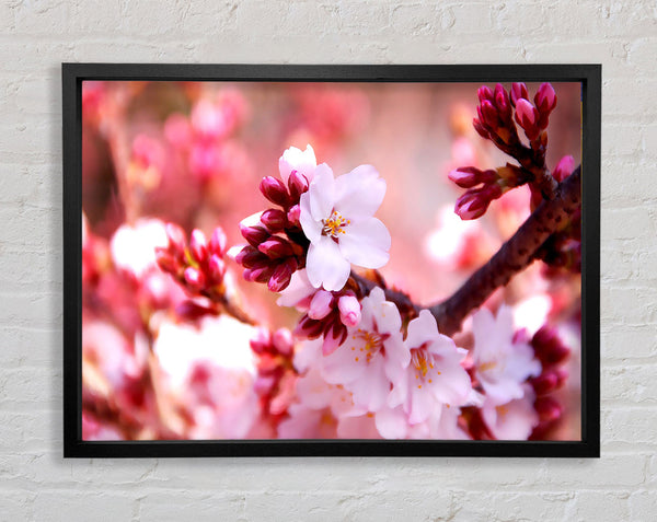 Cherry Blossom Buds Framed Print