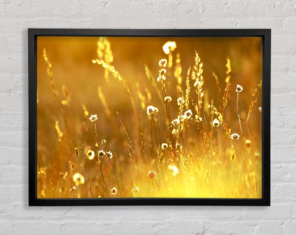 Summer Sunlight Over Field Framed Print