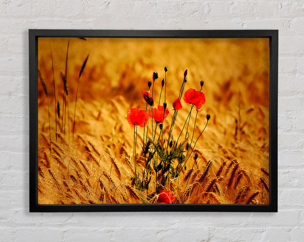 Poppies 3 Framed Print