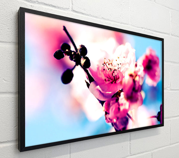 Beautiful Cherry Blossom