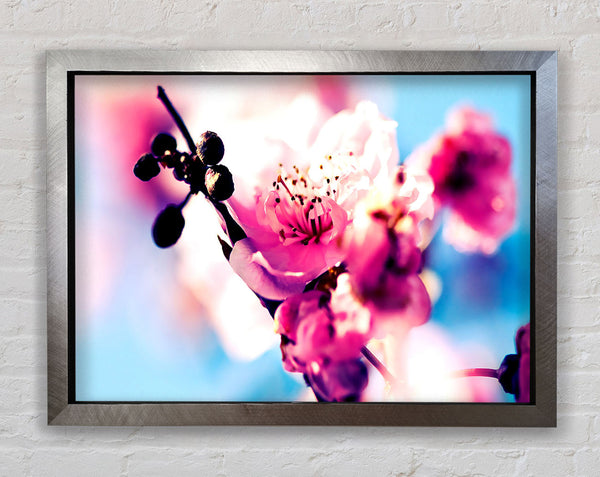 Beautiful Cherry Blossom Framed Print