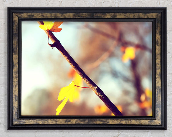 Autumn 2 Framed Print