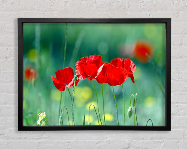 Summer Poppies Framed Print
