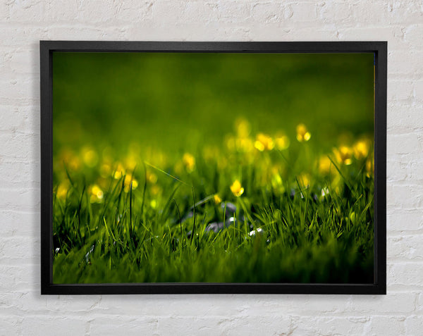 Summer Grass Framed Print