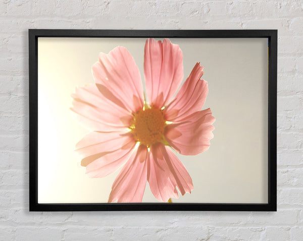 Summer Sun Framed Print