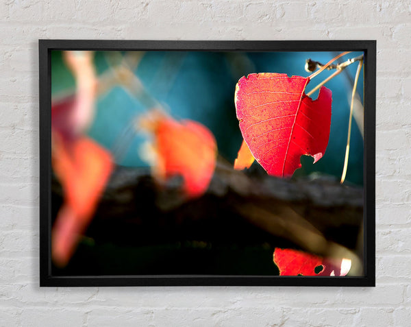 Red Leaves Macro Framed Print