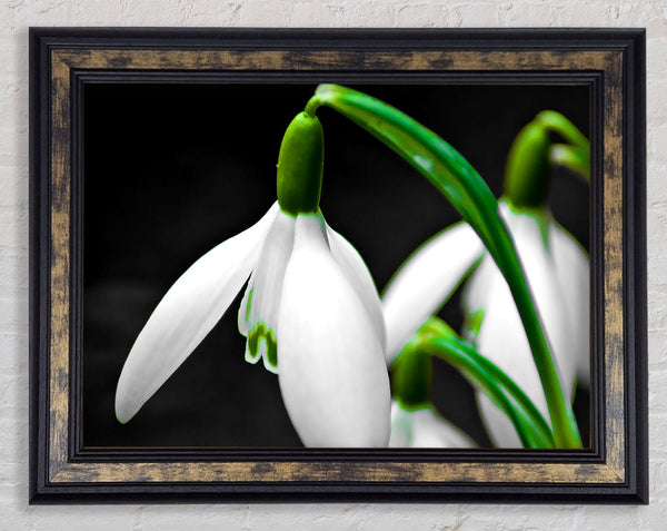 Snowdrop Flower Framed Print