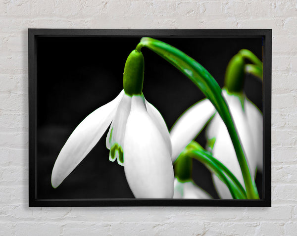 Snowdrop Flower Framed Print