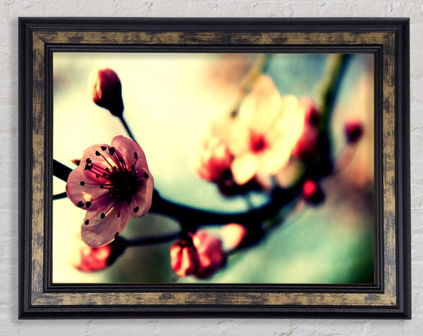 Cherry Blossom In Spring Framed Print