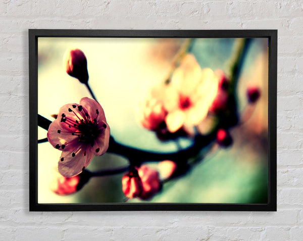 Cherry Blossom In Spring Framed Print