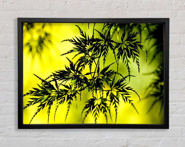 Summer Tree Leaves Framed Print