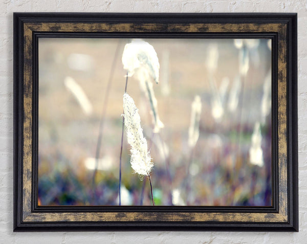 Grass Fluff Summer Framed Print
