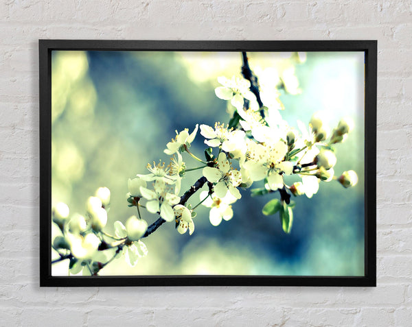Spring Cherry Blossoms Framed Print