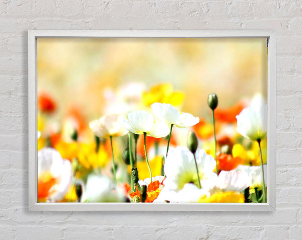 Colourful Summer Flowers Framed Print
