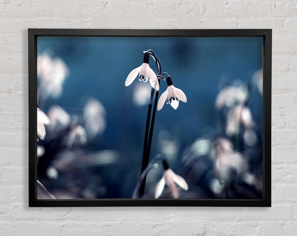 Opened Snowdrops Framed Print