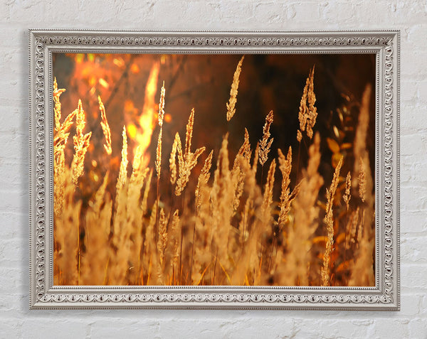 Golden Field Framed Print