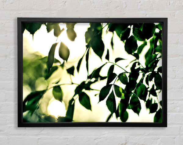 Summer Green Leaves Framed Print
