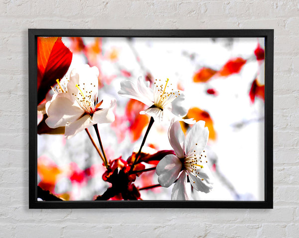 Spring Season Flowers Framed Print