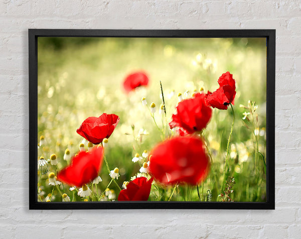 Poppies And Chamomile Framed Print