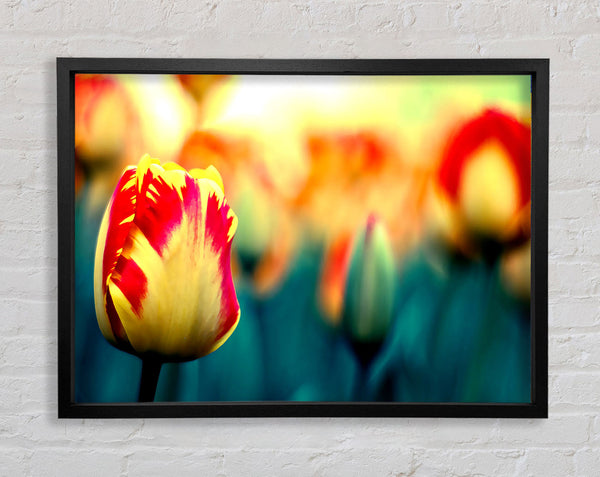 Yellow Red Tulips Framed Print