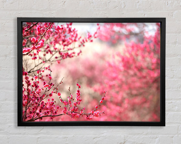 Spring Signs Framed Print