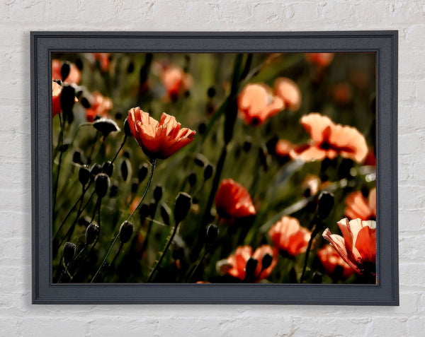 Light Of A New Day Framed Print