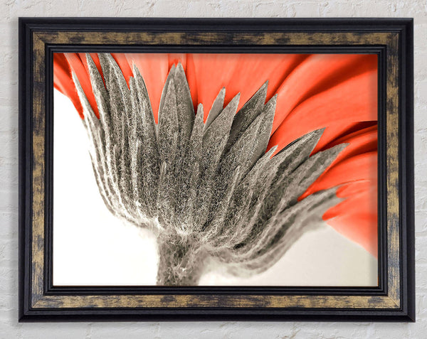 Underside View Of A Daisy Framed Print