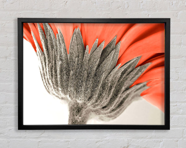Underside View Of A Daisy Framed Print