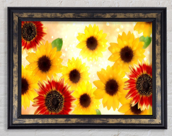 Sunflower Faces Framed Print