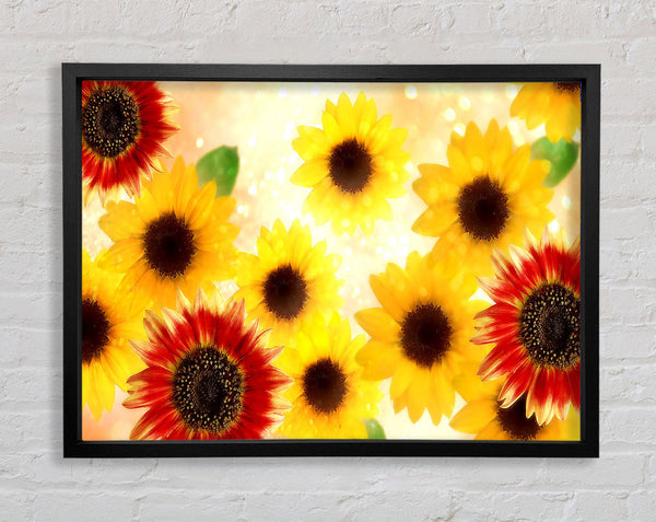 Sunflower Faces Framed Print