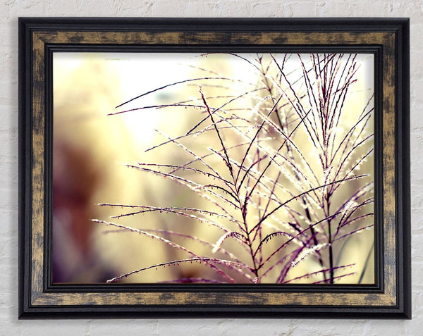 Wildflowers In The Sunlight Framed Print
