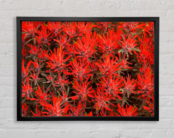 Red Paintbrush Utah Framed Print
