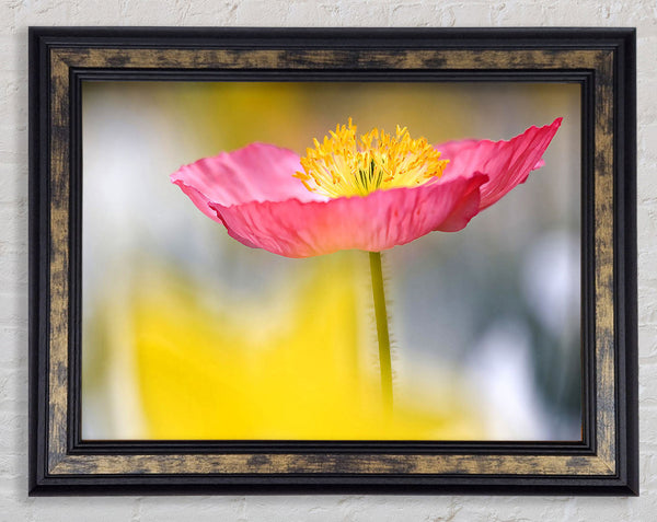 Single Pink Poppy In The Garden Framed Print