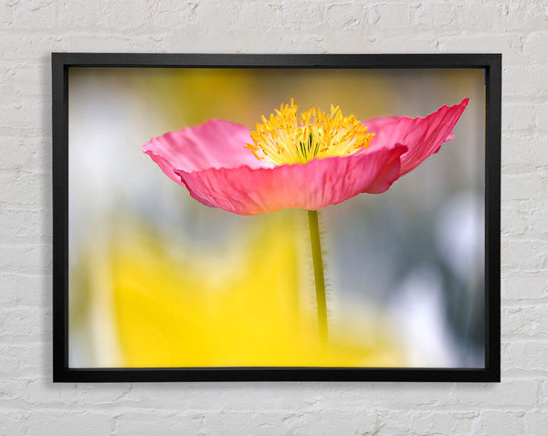 Single Pink Poppy In The Garden Framed Print