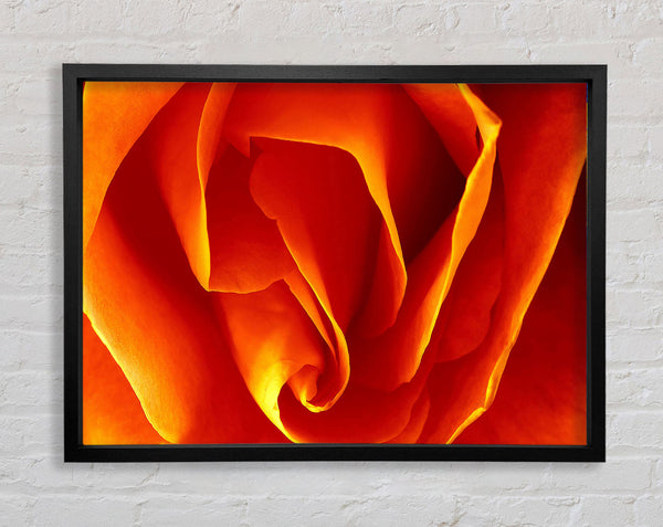 Orange Rose Petals Framed Print
