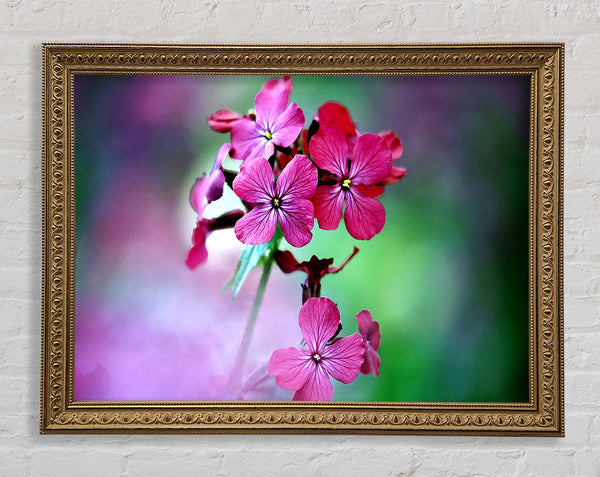 Fresh Flowers In The Garden Framed Print