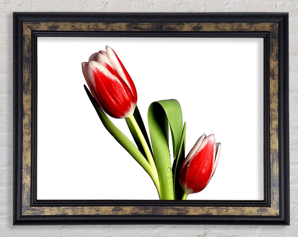 Tulip Model Framed Print