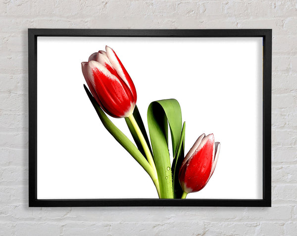 Tulip Model Framed Print