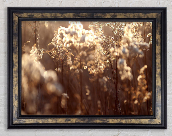 Winter Sunlight Flowers Framed Print