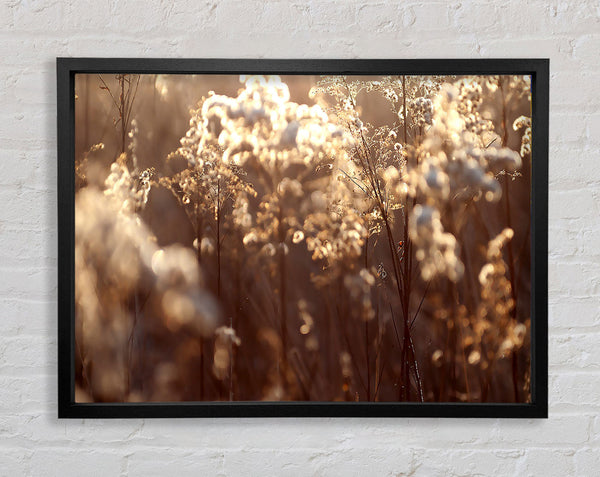 Winter Sunlight Flowers Framed Print