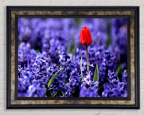 Red Tulip And Hyacinths Framed Print