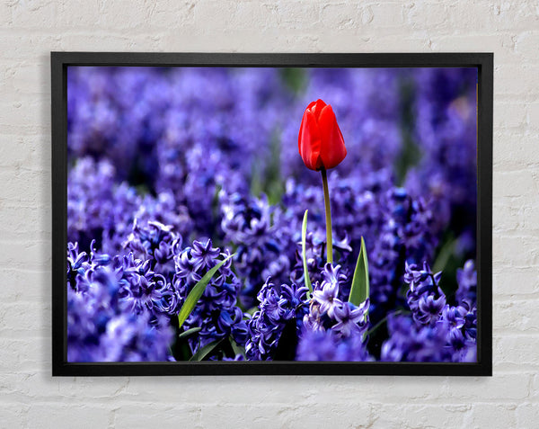 Red Tulip And Hyacinths Framed Print