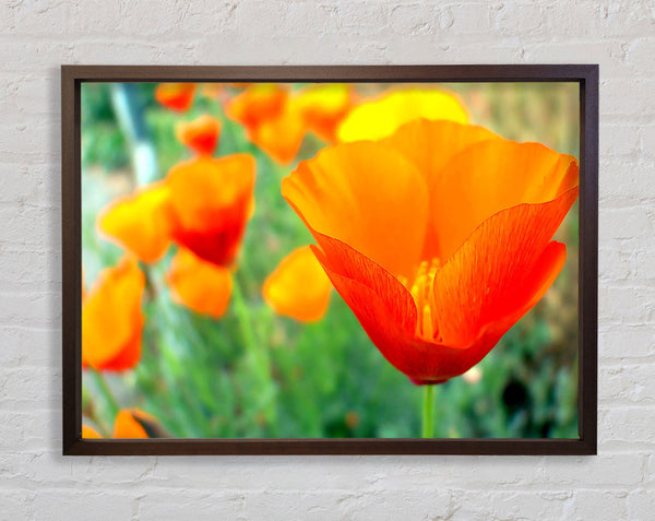 California Poppies Orange Framed Print