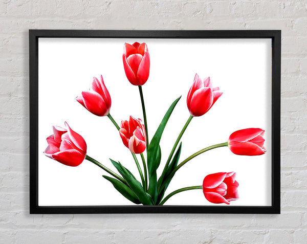 Red Pink Tulips Framed Print